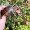 Vampire Musk Turtle Adult Female #2381 (Claudius angustatus)