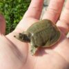 Gulf Coast Spiny Softshell Turtle Baby (Apalone spinifera aspera)