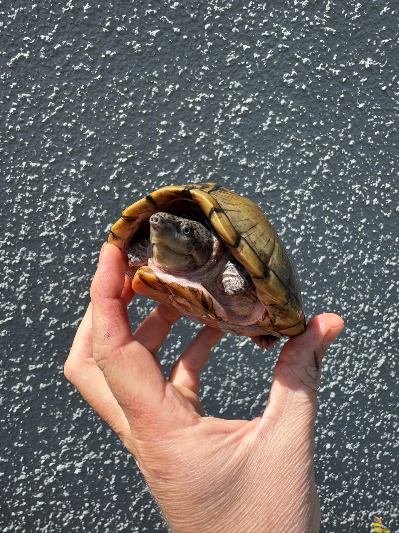 Razor backed Musk Turtle Sub-Adults (Sternotherus carinatus)