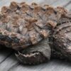 Alligator Snapping Turtle Adult Female (Macrochelys temminckii)