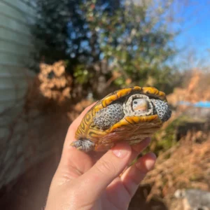 Concentric Diamondback Terrapin 2022 (Malaclemys terrapin) #4 Temp Sexed Male