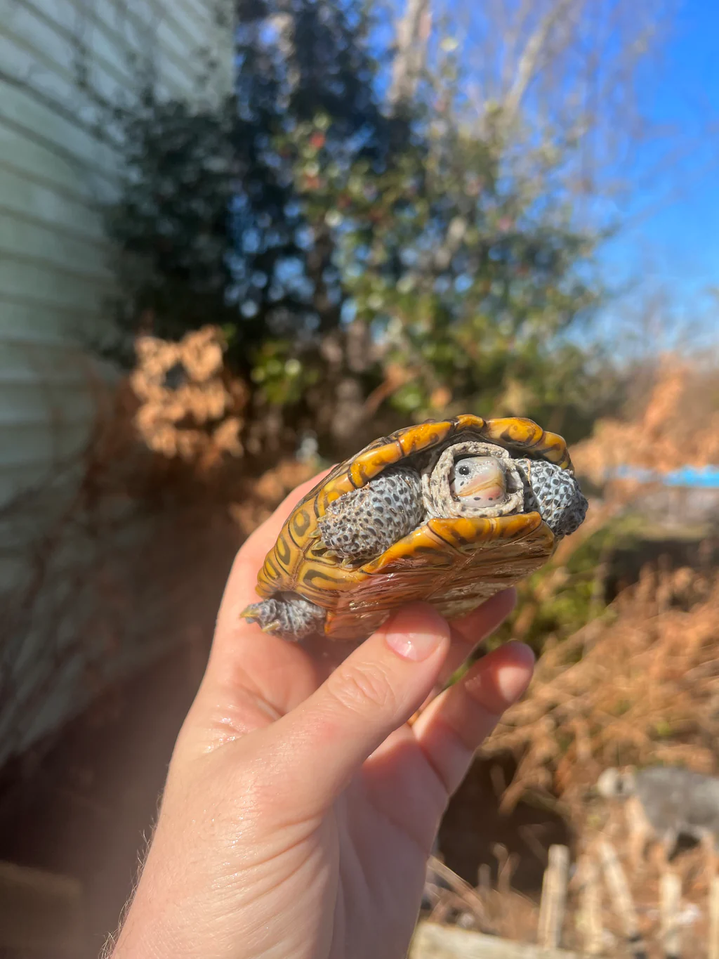 Concentric Diamondback Terrapin 2022 (Malaclemys terrapin) #4 Temp Sexed Male
