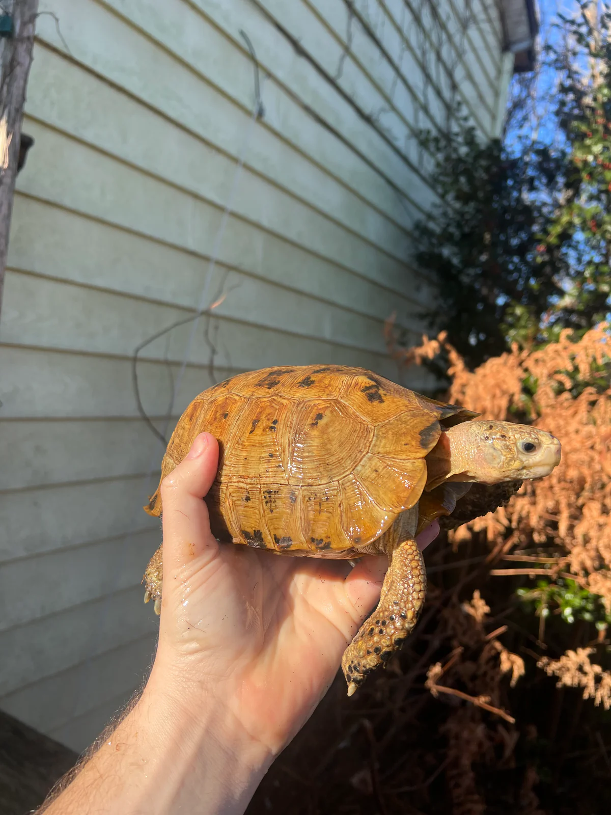 Forstens Tortoise Adult Male 3 (Indotestudo forstenii)