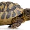 Russian Tortoise XXL Female (Testudo horsfieldii)