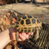 Forstens Tortoise 2020 Female 4 (Indotestudo forstenii)