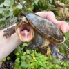 Vampire Musk Turtle Adults (Claudius angustatus)