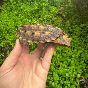 Adult Mata Mata Pair (Chelus fimbriata)