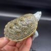 Concentric Diamondback Terrapin 2022 (Malaclemys terrapin) #6 Temp Sexed Female