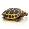 Forstens Tortoise 2020 Female 2 (Indotestudo forstenii)