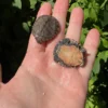 African Serrated Mud Turtle Babies (Pelusios sinuatus)