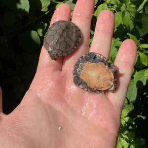 African Serrated Mud Turtle Babies (Pelusios sinuatus)