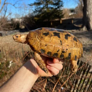 Forstens Tortoise Adult Male 4 (Indotestudo forstenii)