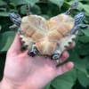 Two Headed Penninsula Cooter Turtle (Pseudemys peninsularis)