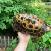 Forstens Tortoise Adult Male 2 (Indotestudo forstenii)