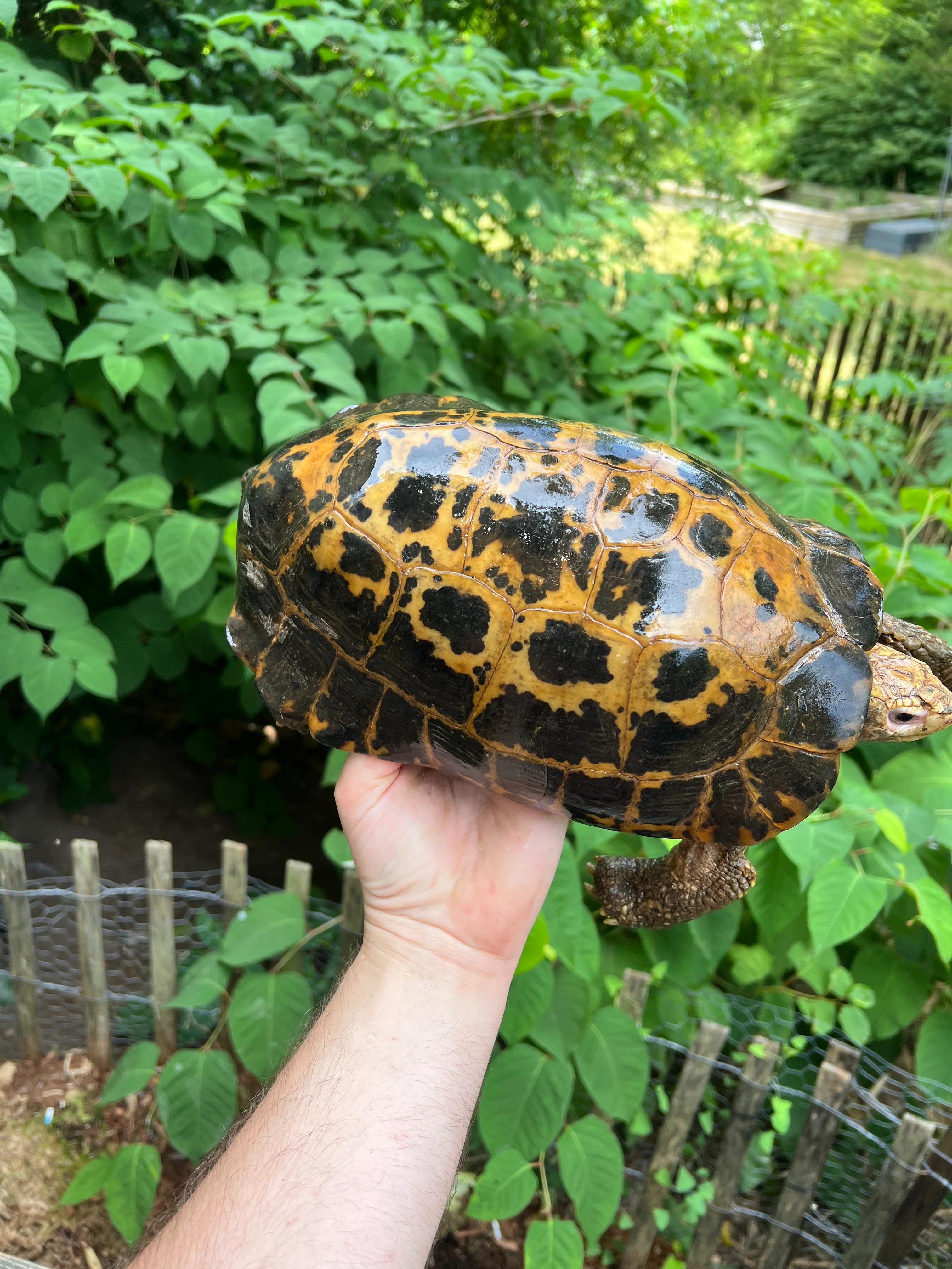 Forstens Tortoise Adult Male 2 (Indotestudo forstenii)