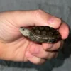 Concentric Diamondback Terrapin 2022 (Malaclemys terrapin) #8 Temp Sexed Female