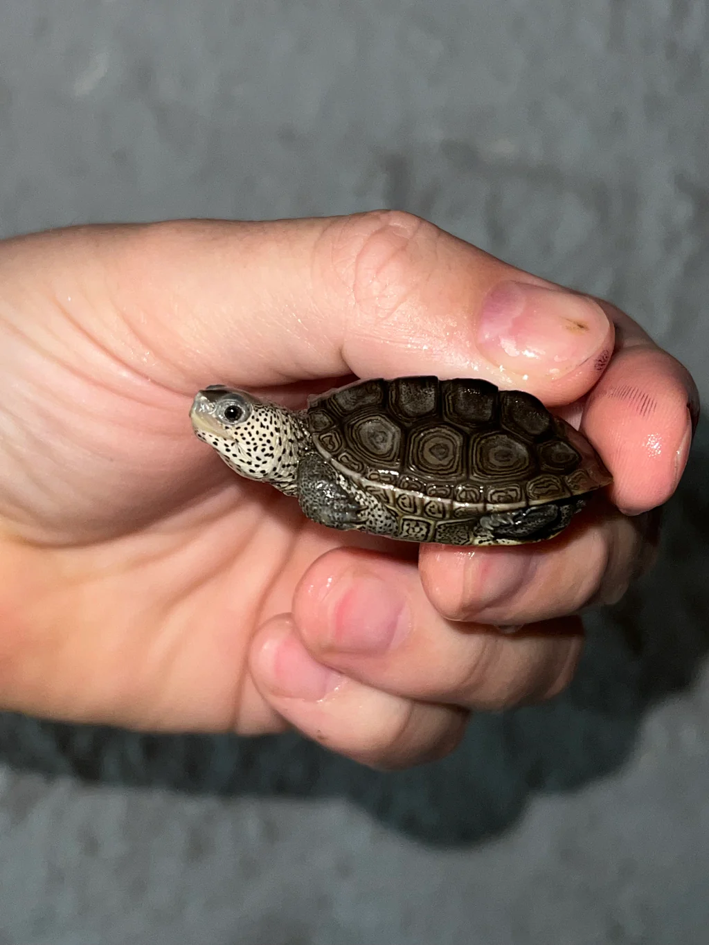 Concentric Diamondback Terrapin 2022 (Malaclemys terrapin) #8 Temp Sexed Female