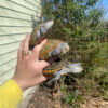 Adult Diamondback Terrapin Trio