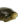 Adult European Pond Turtle