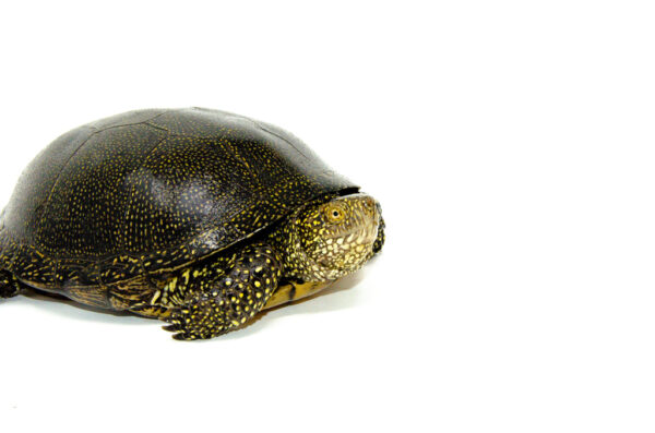 Adult European Pond Turtle