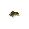 african pixie frog baby (pyxicephalus adspersus)