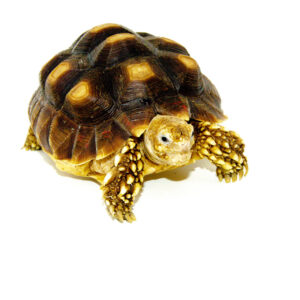 African Spurred Tortoise (4-6 inch) (Centrochelys sulcata)
