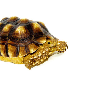 African Spurred Tortoise (8-10 inch) (Centrochelys sulcata)