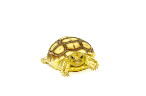 African Spurred Tortoise Babies for sale