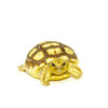 African Spurred Tortoise Babies (Centrochelys sulcata)