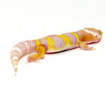 Albino baby leopard geckos are among the most sought-after morphs thanks to their light coloration and striking red or pink eyes. These hatchlings offer all the charm and hardiness