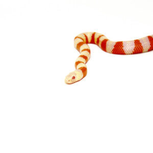 Albino Honduran Milk Snake (Lampropeltis triangulum hondurensis)