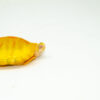 Albino Southern Painted Turtle Female