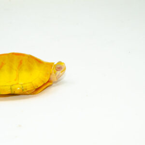 Albino Southern Painted Turtle Female