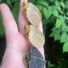 Albino Yellow-headed Temple Turtle Babies