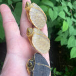 Albino Yellow-headed Temple Turtle Babies