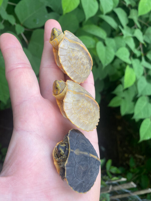 Albino Yellow-headed Temple Turtle Babies