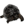Aldabra Tortoise (Aldabrachelys gigantea)