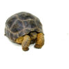 Aldabra Tortoise (Aldabrachelys gigantea) - UNSEXED - #AT1