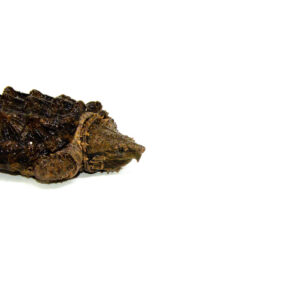Alligator Snapping Turtle