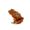 The amazon crested toad (rhinella roqueana)is a remarkable amphibian native to the tropical rainforests of the Amazon basin