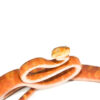 Amazon Tree Boa Red Phase (Corallus hortulanus)