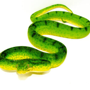 Anaconda Phase Emerald Tree Boa Adult Male (Corallus caninus) - #APETBAM1