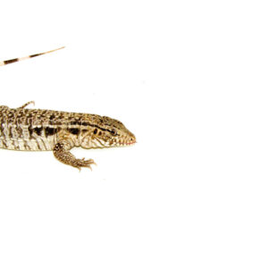 The anerythristic red tegu babies are a striking variation of the popular red tegu, known for their unique coloration and lively temperament.