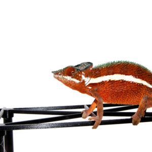 The ankaramy panther chameleon male is one of the most sought-after color locales in the reptile hobby. Native to the Ankaramy region of Madagascar, this striking reptile
