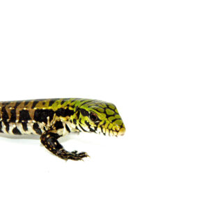 The Argentine black and white tegu babies are popular reptile pets known for their striking coloration and intelligent behavior. These young tegus