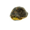Asian Box Turtle (Cuora ambonesis kamaroma)