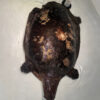 Aubry's Flap-shell Turtle Adult Female