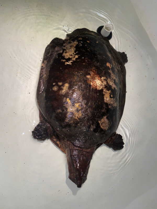 Aubry's Flap-shell Turtle Adult Female