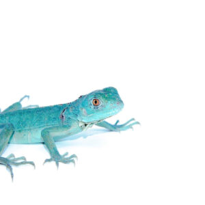 Axanthic blue iguanas are one of the most visually captivating reptile morphs available today. With their icy blue scales and muted pigmentation, these unique lizard