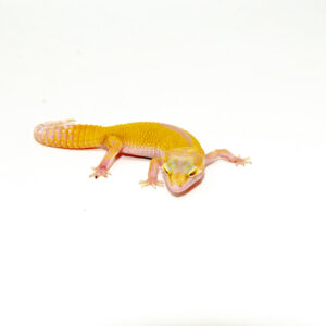 For reptile lovers drawn to soft, pale morphs, baby albino leucistic leopard geckos are a beautiful and gentle option. These hatchlings combine albino and leucistic traits, producing a light-toned